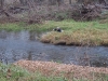 2008-11-30pic119(Crane Creek)(resized)